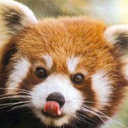 Leon RedPanda